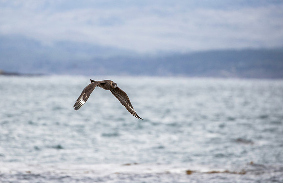 Brown Skua
