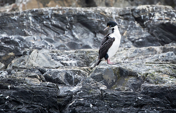 Blue-eyed Cormorant