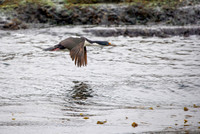 Blue-eyed Cormorant
