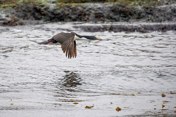 Blue-eyed Cormorant