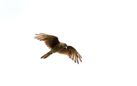 Chimango Caracara