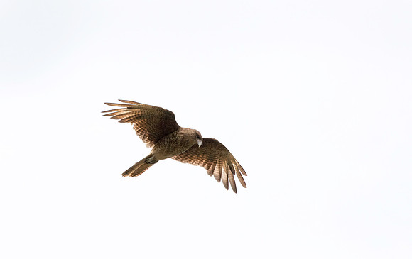 Chimango Caracara