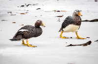 Falkland Flightless Steamer Ducks