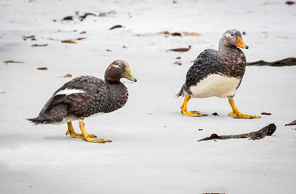 Falkland Flightless Steamer Ducks