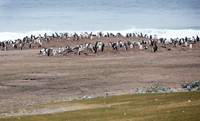 Gentoo Penguins