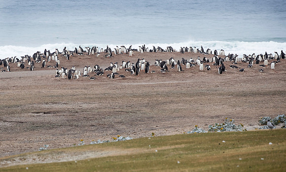 Gentoo Penguins