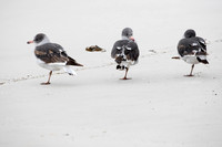 Dolphin gulls - juvenile