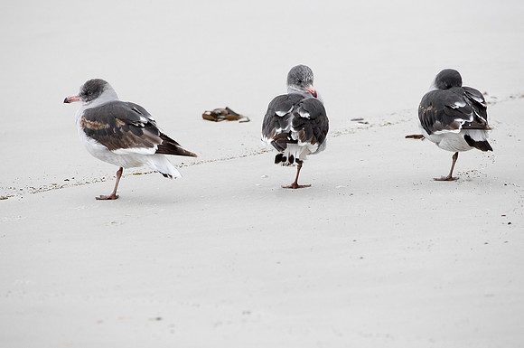 Dolphin gulls - juvenile