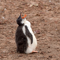 Gentoo chick