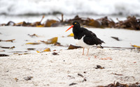 Blackish Oystercatcher