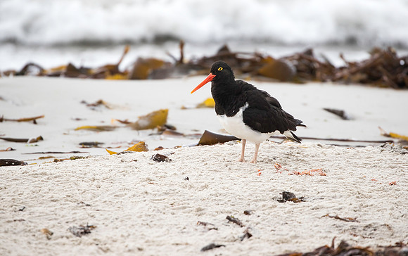 Blackish Oystercatcher