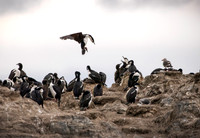 Blue-eyed Cormorant