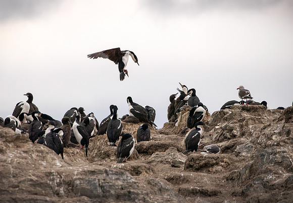 Blue-eyed Cormorant