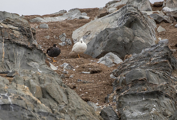 Kelp Geese
