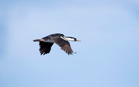 Blue-eyed Cormorant