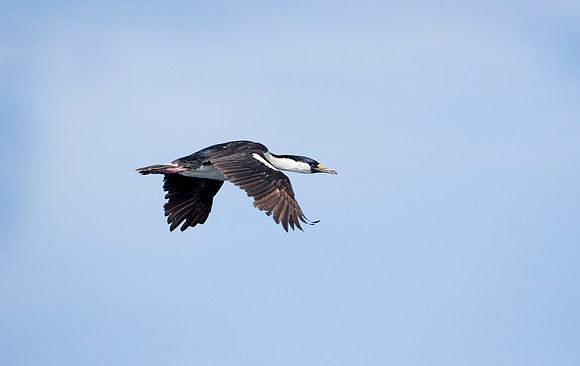 Blue-eyed Cormorant