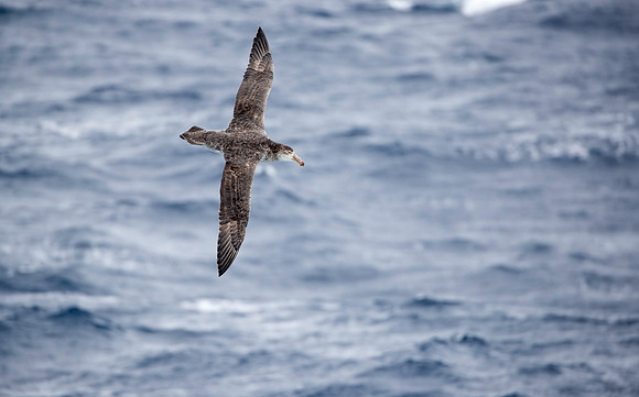 Giant Petrel