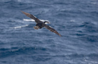 Blue-eyed Cormorant