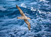 Giant Petrel