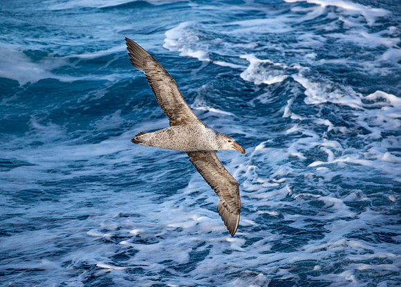 Giant Petrel