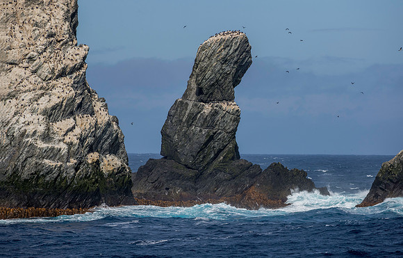 Blue-eyed Cormorant rookery