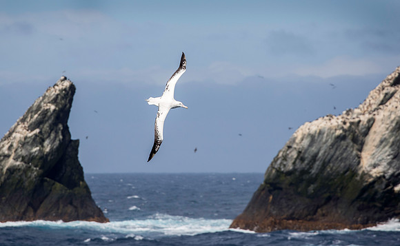 Royal Albatross