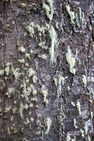 Lichen "Old Man's Beard"