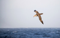 Giant Petrel