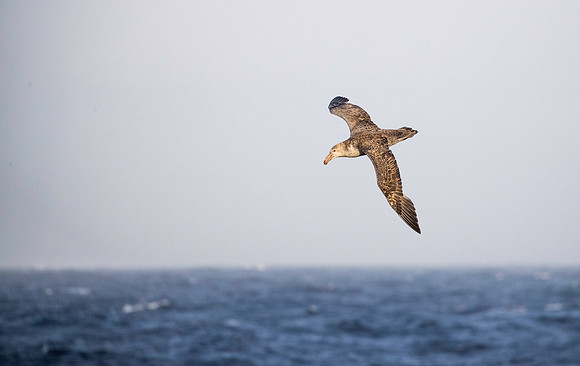 Giant Petrel