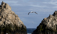 Wandering Albatross
