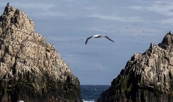 Wandering Albatross