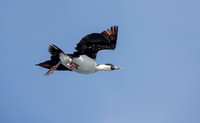 Blue-eyed Cormorant (Shag)
