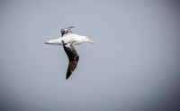 Wandering Albatross
