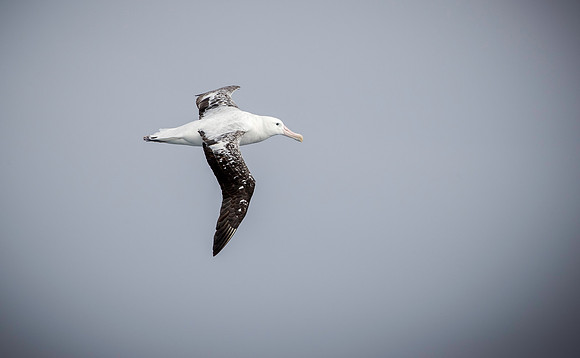 Wandering Albatross