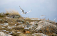 Antarctic Tern