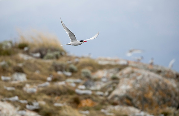 Antarctic Tern