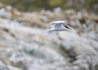 Antarctic Tern