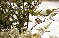 Austral Thrush