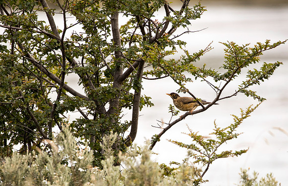 Austral Thrush