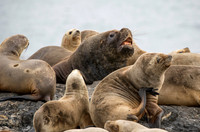 Sea Lions