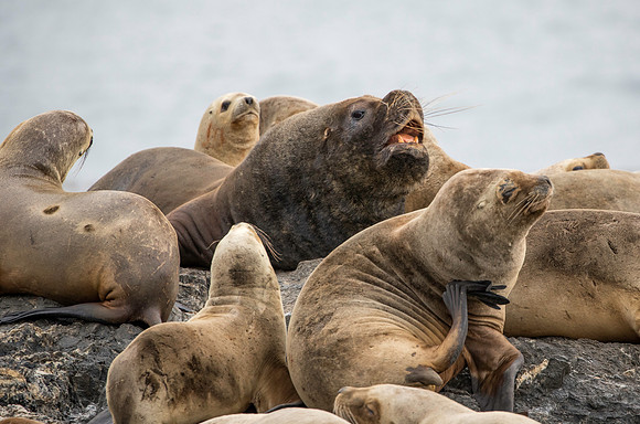 Sea Lions