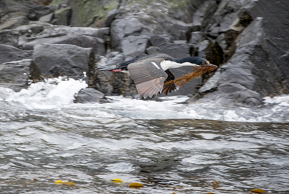 Blue-eyed Cormorant