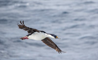 Blue-eyed Cormorant