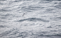 Antarctic Prion