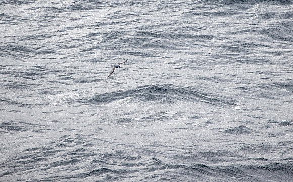 Antarctic Prion