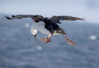 Shag floating on the wind