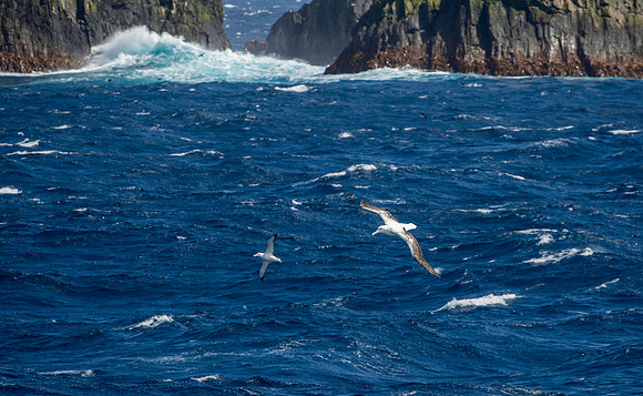 Wandering Albatross