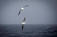 Wandering Albatross