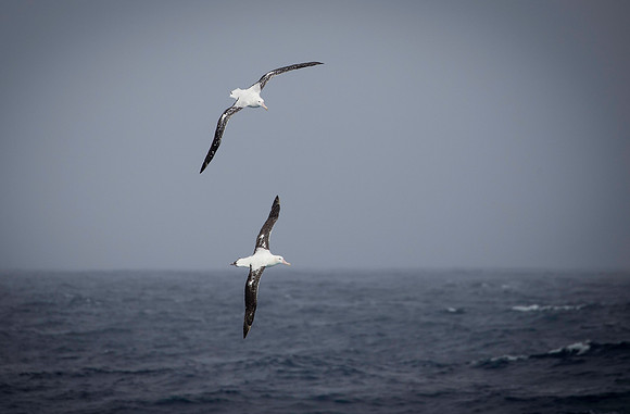 Wandering Albatross