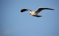 Kelp Gull